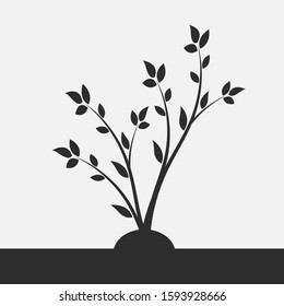 Young flowering tree. Sapling. Silhouette of a branch with leaves. 