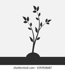 Young flowering tree. Sapling. Silhouette of a branch with leaves. 
