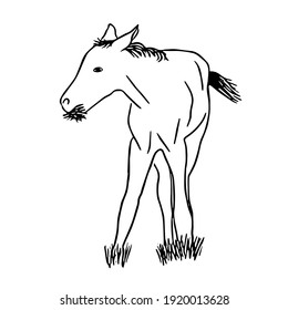 A young foal grazes and eats grass. Vector sketch illustration for design, prints, posters, emblems and logos.