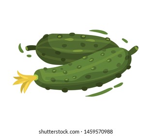 Young fresh cucumbers. Vector illustration on white background.