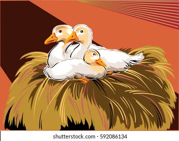 Young geese in a nest.