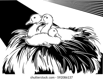 Young geese in a nest.