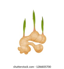 Young ginger root with green stems. Edible plant. Organic and healthy food. Natural product. Flat vector design