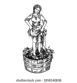 Young girl crushes grapes in wooden barrel. Sketch. Engraving style. Vector illustration.