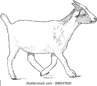 young goat
