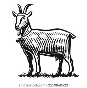 Young goat grazes in meadow. Farm animal sketch. Hand drawn vector illustration engraving style