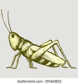 Young grasshopper is preparing to jump. Vector Image