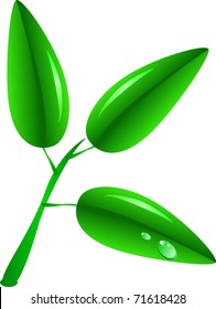 Young green branch and three leaflets on a white background