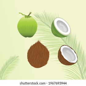 young green coconut and old brown coconut
