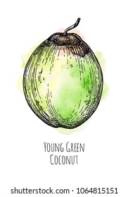 Young green coconut. Retro style ink sketch with watercolor spots isolated on white background. Hand drawn vector illustration.
