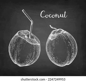 Young green coconuts. Chalk sketch on blackboard background. Hand drawn vector illustration. Retro style.