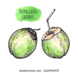 Young green coconuts. Hand drawn vector illustration.