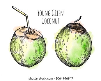 Young green coconuts. Retro style ink sketch with watercolor spots isolated on white background. Hand drawn vector illustration.