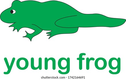young green frogs learn to find food