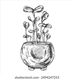 Young green germinating sunflower sprouts from sunflower seeds. Hand drawn illustration in line art style. A plant in a stylish concrete pot. Linear black drawing of organic micro-greens