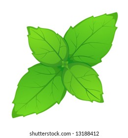 hoja verde joven de fondo blanco