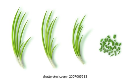 Young Green Onion Bunch And Sliced One Isolated On White Background. EPS10 Vector svg