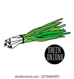 young green onion is tied with rope in bundle. Healthy greens. whole feathers and cropped, hand-drawn in sketch style with black line. Icon. farm vegetables. sprouting onions. 