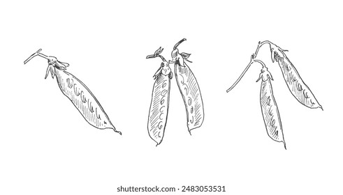 Young green pea pods, hand drawn sketch isolated on white background