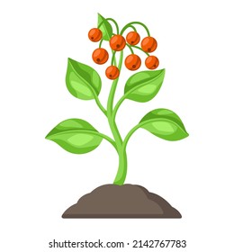 Young green plant with berries in ground. Agricultural planting illustration.