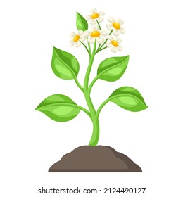 Young green plant with flowers in ground. Agricultural planting illustration.