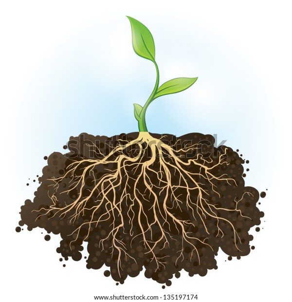 Young Green Plant Strong Roots Visible Stock Vector (Royalty Free ...
