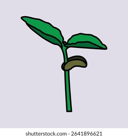 Young Green Seedling with Two Leaves