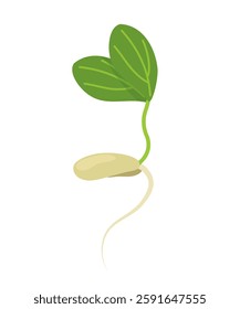 Young green sprout grows from cucumber seed. Vector illustration of cucumber seed germination for greenhouse and open ground. Print for learning, gardener, kindergarten, , design, decor, fabric