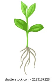 Young green sprout with roots. Agricultural planting illustration.