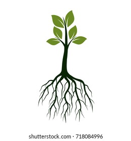 Young Green Tree with Leaves and Roots. Vector Illustration.