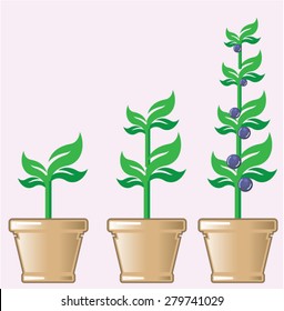 Young Growing Plant vector in a pot