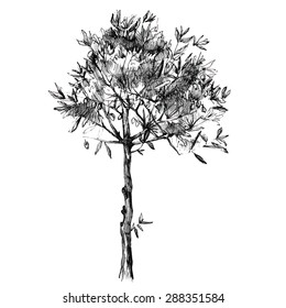 Young hand drawn olive tree