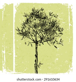 Young hand drawn olive tree