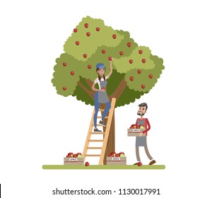 Young happy female farmer standing on the ladder and picking red apples from a huge apple tree. Male farmer collecting apples in a box. Summer in the countryside. Isolated vector flat illustration