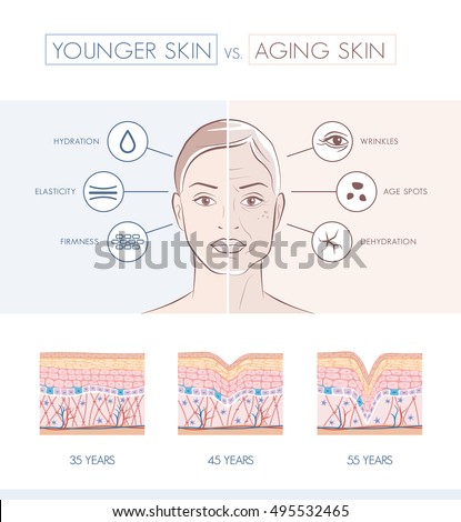 Young healthy skin and older skin comparison, skin layers and wrinkles diagram