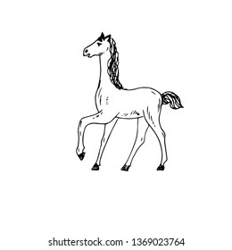 Young horse. Vector illustration.