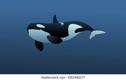 A young killer whale slowly swims in the ocean.  