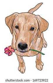 Young labrador retriever is sitting and hold flower in the mouth