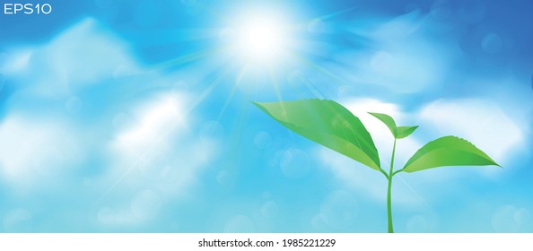Hojas jóvenes en el fondo del cielo con luz solar.