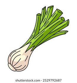 Young leek. Farm or garden seasonal vegetables, vector outline green veggies, flat illustration. Healthy nutrition, organic food, natural product. Symbol for sticker, logo, print