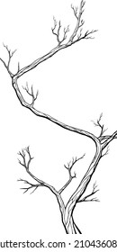 A young, long plant is a with a winding trunk, without background. Isolated silhouette japanese tree sakura with a thin, curving trunk and sharp branches without flowers and leaves.