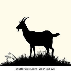 Young male sheep lamb ram buck beast stand hunt eat lawn food white even sky scenic view Old rustic zoo dry park desert hill fauna lost lone fawn roe stag pet wool scene art draw sin sign icon concept