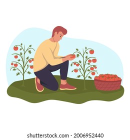 A young man is tearing tomatoes from the garden. The concept of harvesting. Flat vector illustration.