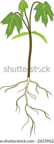 Young maple tree (Acer platanoides) isolated on white background	