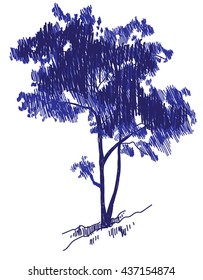 
Young maple . Tree. Vector freehand drawing . Fast sketch pen .