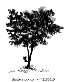 Young maple . Tree. Vector freehand drawing . Fast sketch pen .