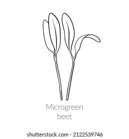 Young microgreen beet sprouts, beet microgreen growing, young green leaves, healthy lifestyle concept, vegan healthy food. Vector line graphics on a white background, line art, one line.