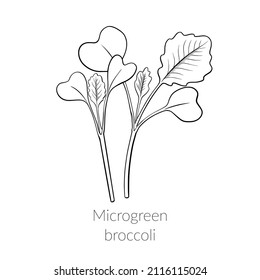 Young microgreen broccoli sprouts, broccoli microgreen growing, corn microgreen growing, young green leaves, healthy lifestyle concept, vegan healthy food. Vector line graphics on a white background.