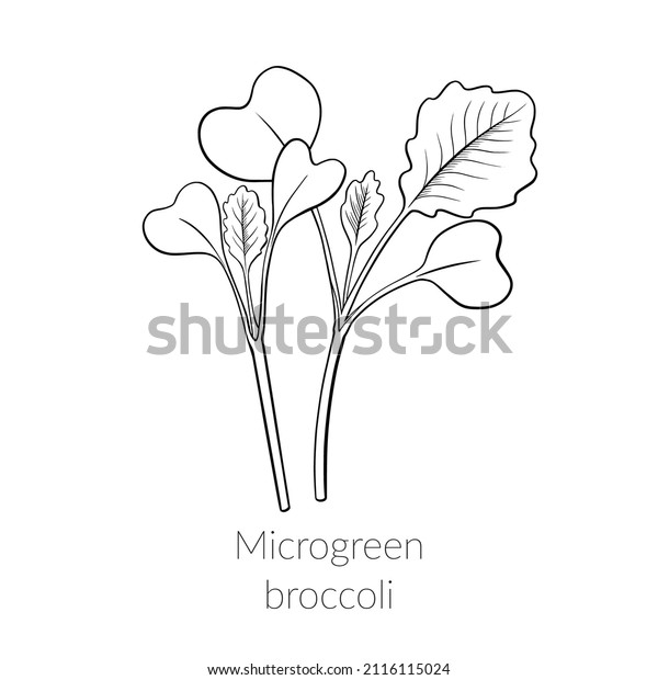 Young microgreen broccoli sprouts, broccoli\
microgreen growing, corn microgreen growing, young green leaves,\
healthy lifestyle concept, vegan healthy food. Vector line graphics\
on a white background.