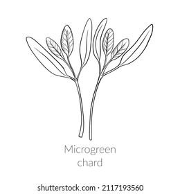 Brotes de jareta microverde jóvenes, cultivo microverde de hueso, hojas verdes jóvenes, concepto de estilo de vida saludable, comida vegetariana saludable. Gráficos de línea vectorial en un fondo blanco.